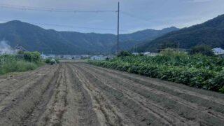 大根の種うえ🌱