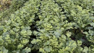 宍粟から大根の便り🌱